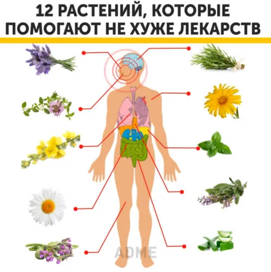 Женские Хитрости (vk.com/womantrlck) 12 полезных растений