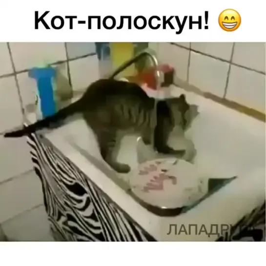 Есть енот полоскун, а есть и кот)