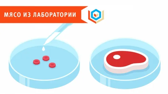 Мясо, выращенное в лаборатории, появится в продаже уже в 2018 году