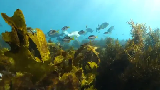 Под водой Любительская съемка