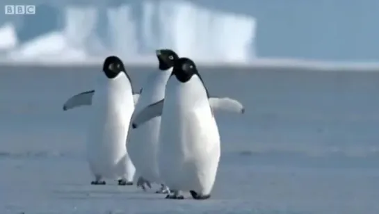 Flying Penguins _ World Penguin Day _ BBC