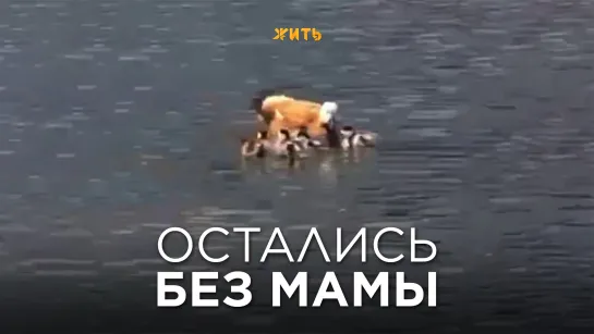 ОСТАЛИСЬ БЕЗ МАМЫ