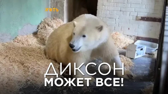 ДИКСОН МОЖЕТ ВСЕ!