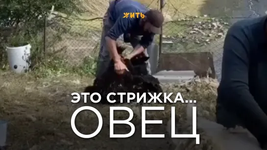 ЭТО СТРИЖКА... ОВЕЦ