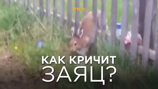 КАК КРИЧИТ ЗАЯЦ?