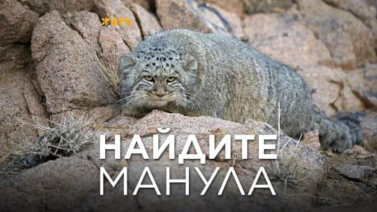 НАЙДИТЕ МАНУЛА