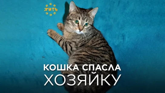 КОШКА СПАСЛА ХОЗЯЙКУ