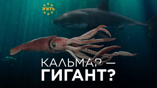 КАЛЬМАР-ГИГАНТ?