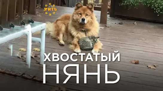 ХВОСТАТЫЙ НЯНЬ