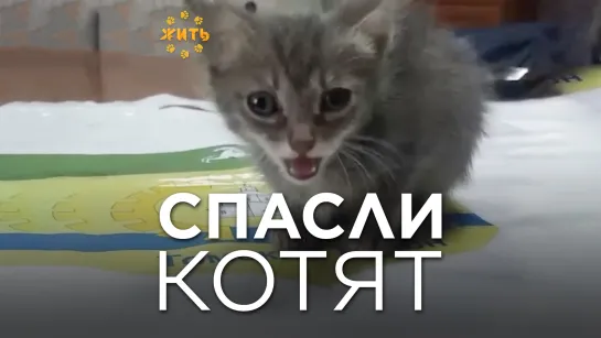 СПАСЛИ КОТЯТ