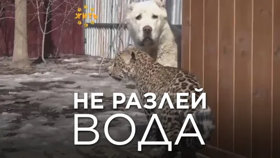 НЕ РАЗЛЕЙ ВОДА