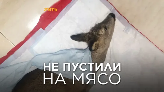 НЕ ПУСТИЛИ НА МЯСО