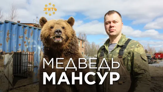 МЕДВЕДЬ МАНСУР