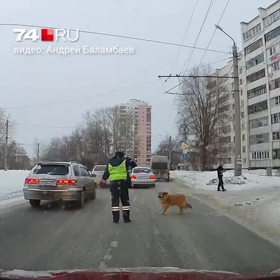 Добрый дэпээсник помогает собаке перебежать дорогу