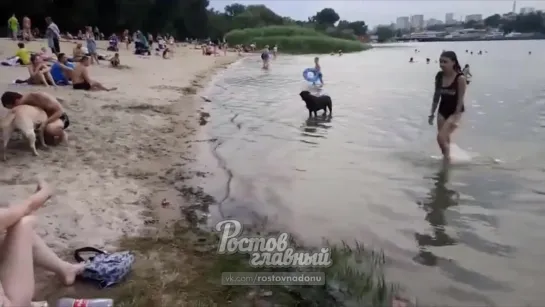 Собаки без ошейников и намордников на пляже на Зелёном острове 23.6.2019 Ростов-на-Дону Главный