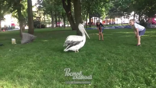 Пеликана Пилю выгуливают в парке Революции 12.6.2019 Ростов-на-Дону Главный