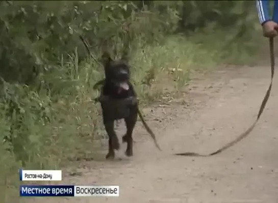 Запрет на свободный выгул. О новых поправках в «Правила содержания собак и кошек»