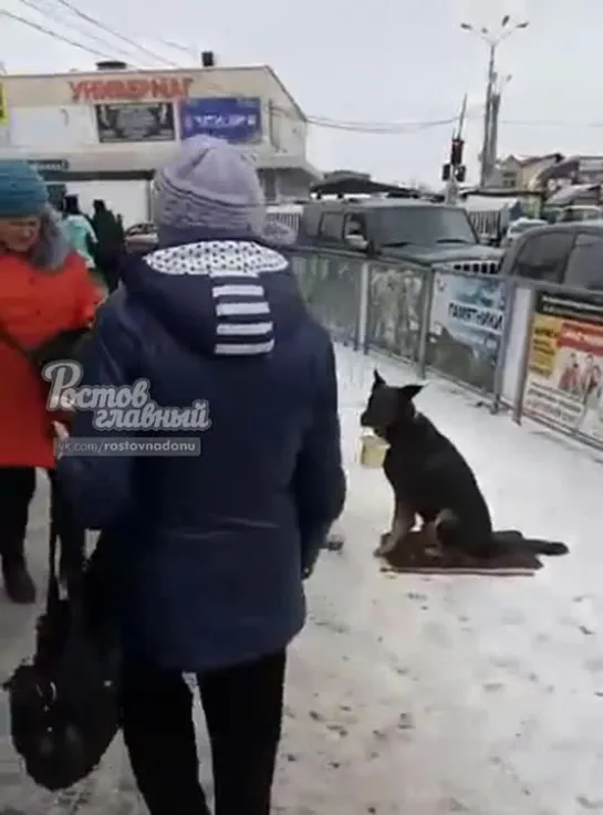 Собака попрошайка в Новошахтинске 23.12.2018 Ростов-на-Дону Главный