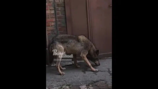 Волк на улицах Ростова 22.5.2018 Ростов-на-Дону Главный