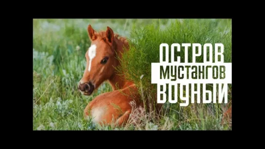 Остров Водный - территория мустангов. Дикие лошади озера Маныч-Гудило