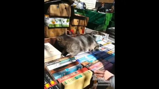 Котейка на книжном развале на Пушкинской 4.4.2018 Ростов-на-Дону Главный