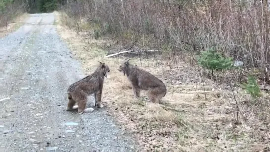 Кошки есть кошки хотя ты и рысь)))