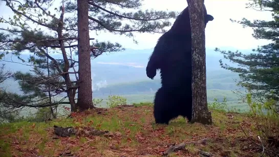 Бурый медведь пришёл почесать себе спинку в самое живописное место нацпарка "Земля леопардов" [№]