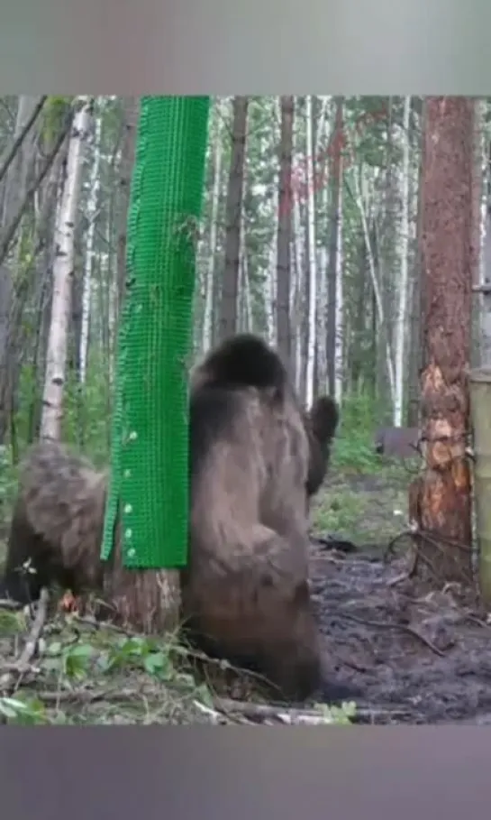 На Камчатке засняли тверкающего медведя [№]