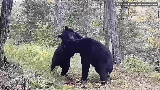 Молодые медведи подрались в Приморье [№]