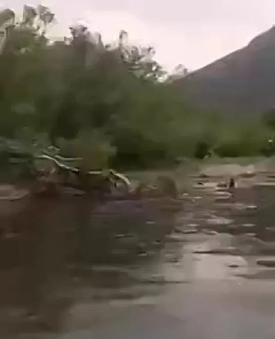 Медведица погналась за людьми на моторной лодке на Камчатке [№]