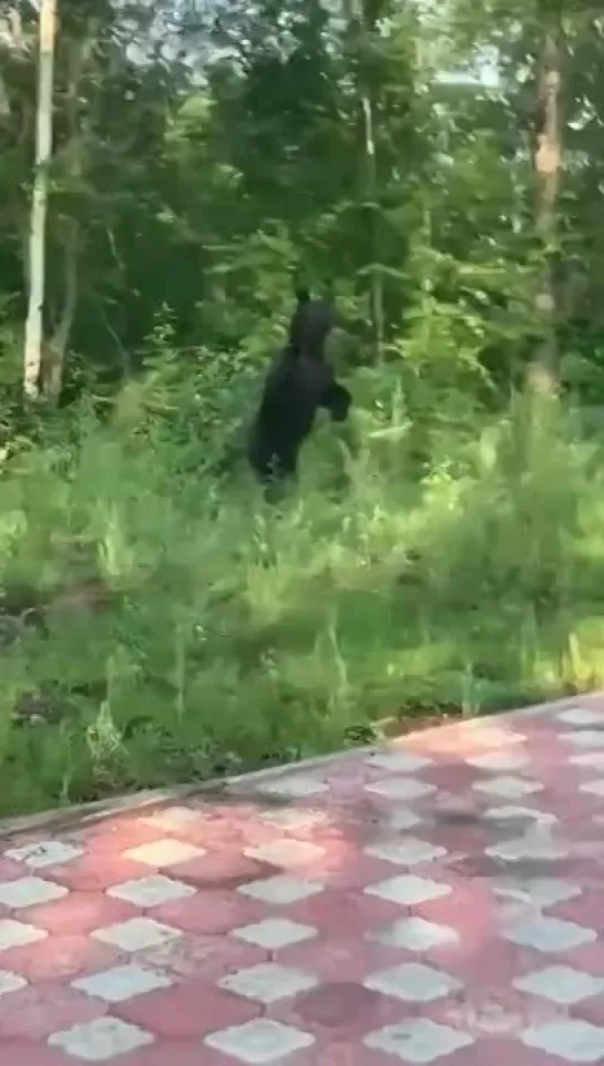 Медведь вышел на детскую площадку в Якутии [№]