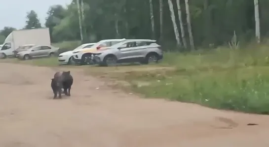 Стаю кабанов заметили на Суздальском шоссе в Петербурге [№]