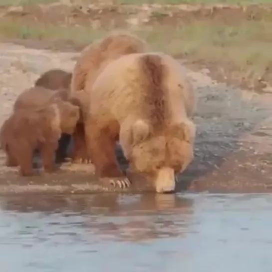 Медведи пьют воду