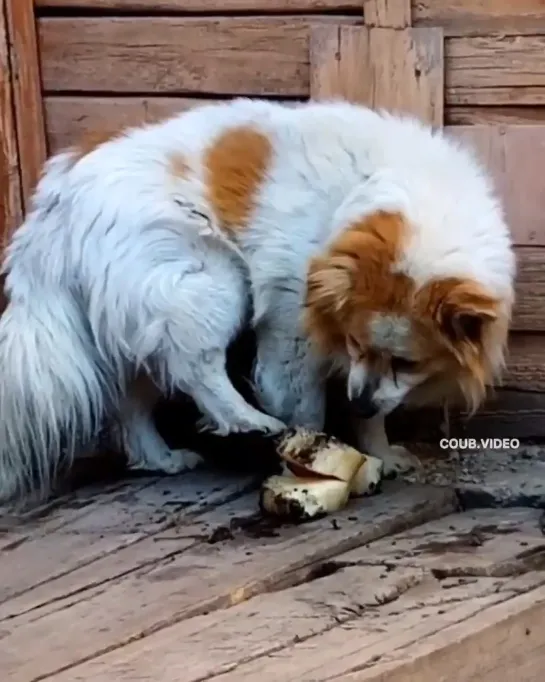 Не верь никому даже собственной лапе