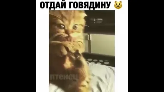 Отдай говядину - котенок жжет. Жесть, прикол, юмор, игры, не порно не секс, голые, ржака, видео