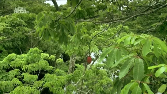 Неизведанные острова 6 Бразилия. Амазонка / Brazil. Amazon