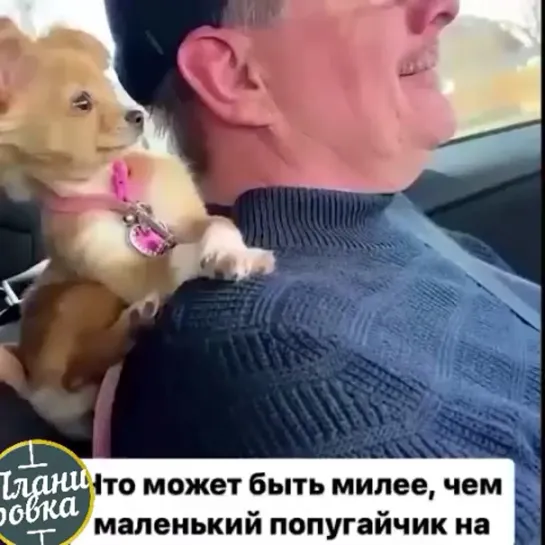 Любитель автомобильных прогулок, как же это здорово 🤗