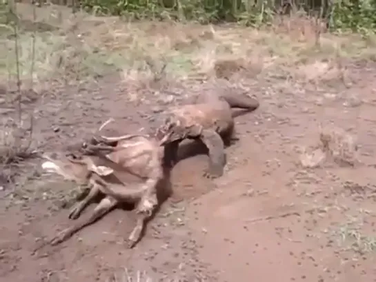 Видео от Планета земля I Опасное