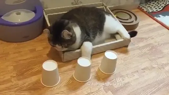 cat intelligence