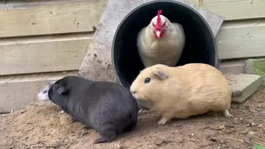 Guinea pigs exit and enter the tube