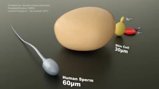 MICROORGANISMS Size Comparison - 3D