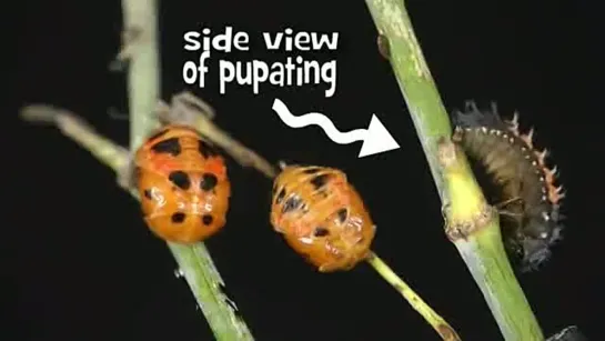 Time Lapse of Ladybug Life Cycle