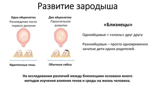 Общая биология 01 - Размножение и развитие (9 класс)