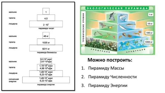 Общая биология 06 - Экология IV - Законы (9 класс)