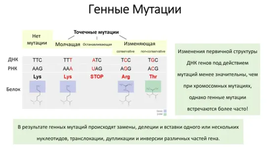 Общая биология 09 - Эволюция III - Мутации и видообразование (9 класс)