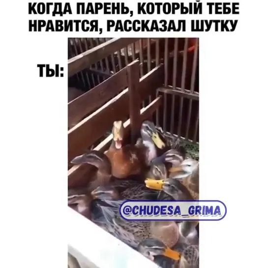 Видео от PARTY HARD (gif & video)