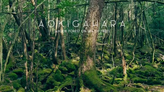 Suicide Forest in Japan