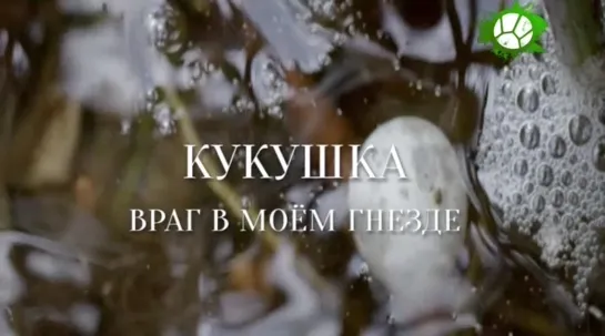 Кукушка - враг в моем гнезде (2017) TVRip