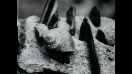 Костница (1970, Jan Svankmajer)