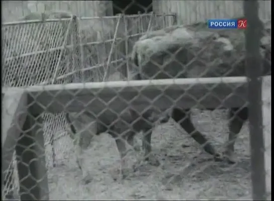 Запечатлённое время. Загадочный визит императора.